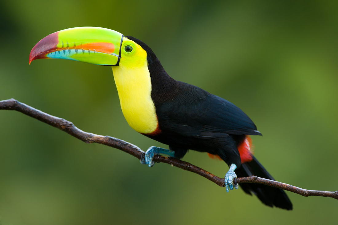 bird watching panama bird watching panama
