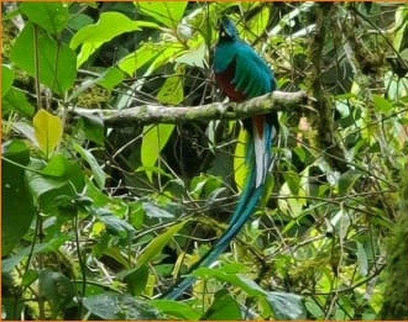 Caminata por el bosque nuboso, Parque Nacional Volcán Barú