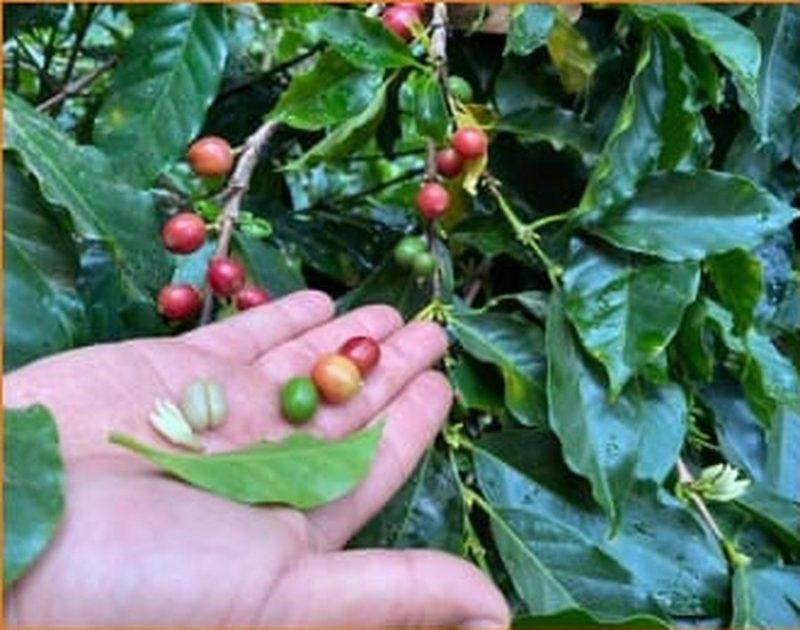 Coffee Tour, café Geisha de Boquete