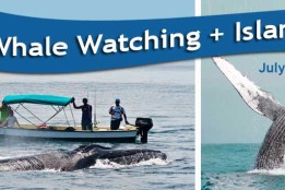 Humpback Whale Watching – Jul-Oct