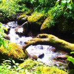 waterfall, boquete, panama, hiking, cloud forest