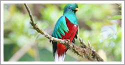 bird watching, birding, resplendent quetzal, boquete, rain forest, hiking, cloud forest, panama