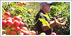 coffee tour, boquete, finca dos jefes, panama, coffee