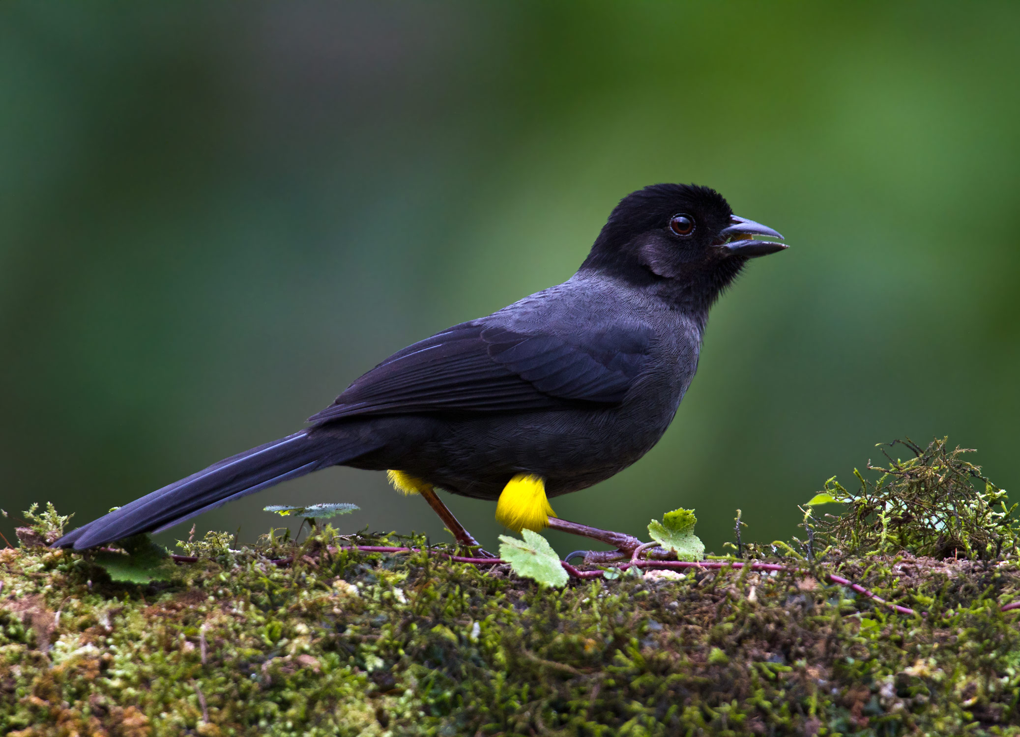 yellow thighed finch bird watching in panama boquete yellow thighed finch bird watching in panama boquete