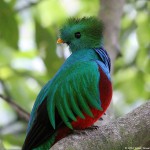 Resplendent Quetzal, bird watching in panama, boquete, birding, costa rica