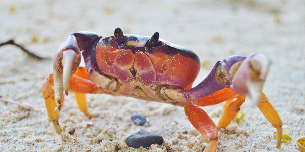 crab, island trip, gulf of chiriqui national marine park, boquete, panama, boca chica, boca brava