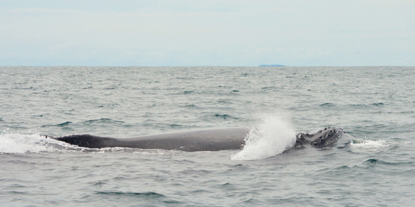 whale watching, island trip, gulf of chiriqui national marine park, boquete, panama, boca chica, boca brava