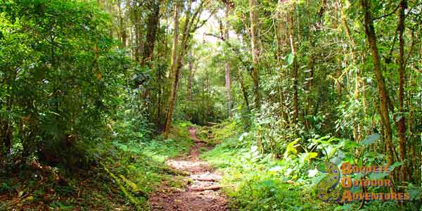 pipeline trail, quetzal, hiking, hike, cloud forest, Boquete, Quetzal Trail, Panama, birdwatching