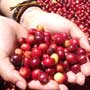 coffee cherries, zip line, boquete, panama, vacation