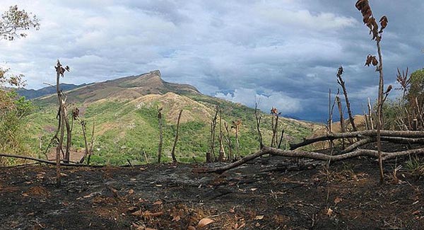 Deforestation Panama, Slash and Burn, Forest Panama