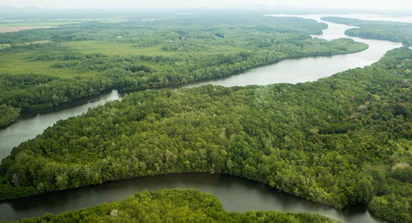 Mangroves and Rivers Aerial Panama, Chiriqui Mangroves and Forest