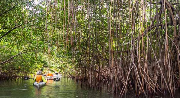 Mangroves and Rivers Panama, Kayak River Panama