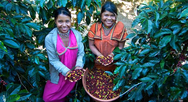 Panama Coffee Pickers Indigenous